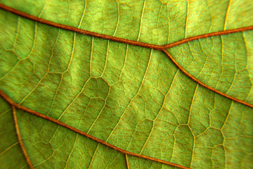 Obraz premium texture green leaf background ,nature macro leaves