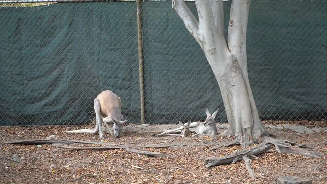 La familia de canguros descansa tranquilamente debajo del &aacute;rbol.