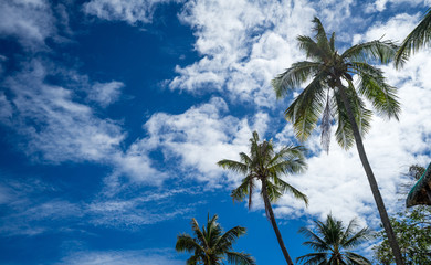 Palms with cloudy blue sky