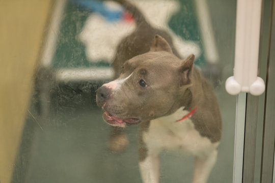 Photo Of A Rescue Pit Bull Dog In A Cage