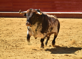 toro español en corrida de toros