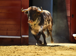 toro español en corrida de toros