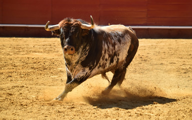 toro español en corrida de toros