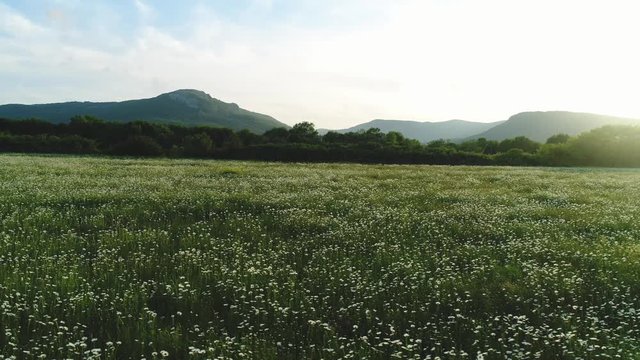 Amazing view of summer landscape with chamomile field with green trees and mountains on the background against blue sky in woarm evening. Shot. Picturesque summer landscape