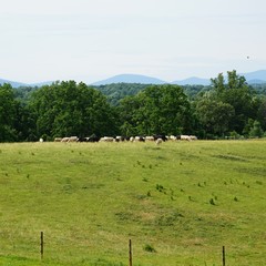 Rural Farm Field with Cows
