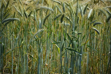 Bouaye - Champ de blé