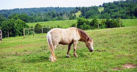 Obraz na płótnie Canvas Horse on a Farm