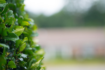 Wet bush leafs with blurry background