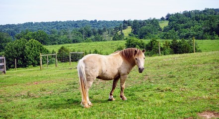 Horse on a Farm