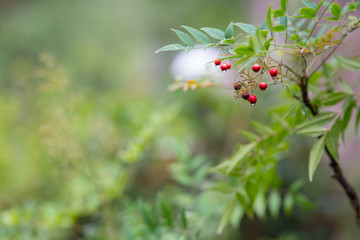 Red wet berries blurry background