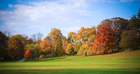 autumn landscape with trees and blue sky