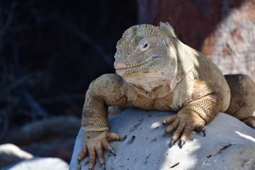 IGUANA TERRESTRE, GALÁPAGOS
