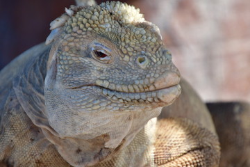 IGUANA TERRESTRE, GALÁPAGOS