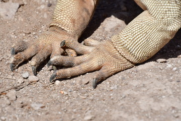 IGUANA TERRESTRE, GALÁPAGOS