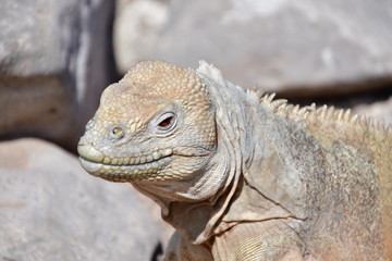 IGUANA TERRESTRE, GALÁPAGOS