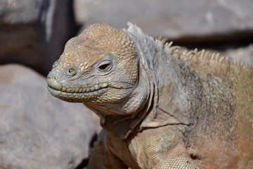 IGUANA TERRESTRE, GALÁPAGOS