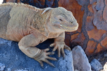 IGUANA TERRESTRE, GALÁPAGOS
