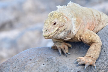 IGUANA TERRESTRE, GALÁPAGOS