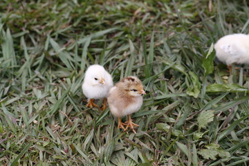 Chick 3