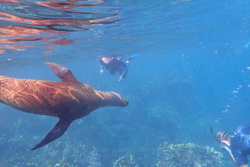 LOBO MARINO, GALÁPAGOS