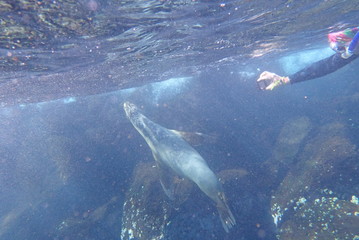 Fototapeta premium LOBO MARINO, GALÁPAGOS