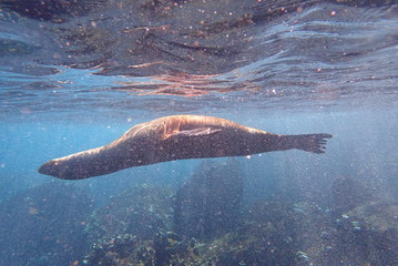 LOBO MARINO, GALÁPAGOS