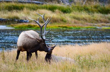 Mating elk in Yellowstone 