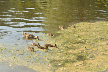 Duck with ducklings.