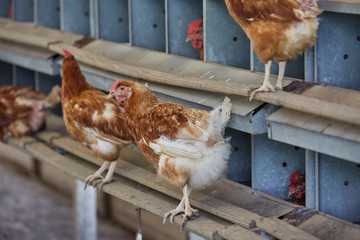 Domestic cage-free Chicken and rooster laying fresh organic eggs in farmer yard poultry easter village cock