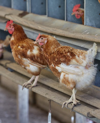 Domestic cage-free Chicken and rooster laying fresh organic eggs in farmer yard poultry easter village cock