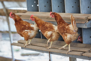 Domestic cage-free Chicken and rooster laying fresh organic eggs in farmer yard poultry easter village cock