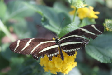 Butterfly on Flower