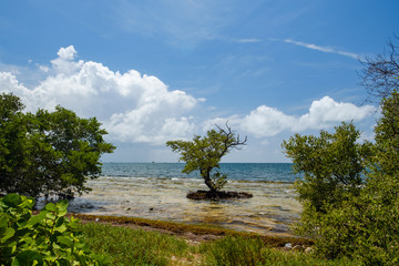 Mangrove trees grow along the shore of the islands on the Florida Keys