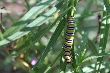 Caterpillar