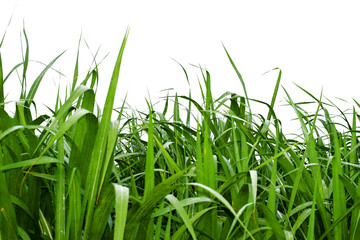 Leaves of sugarcane on white background