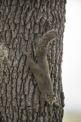 Squirell hanging on a tree
