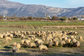 Naklejka premium Herd of sheep grazing on a mountain agricultural area