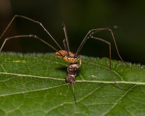 Harvestmen, daddy long legs spider, eating an insect while sitting on a leaf