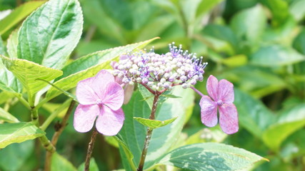 和の情緒溢れるアジサイ！