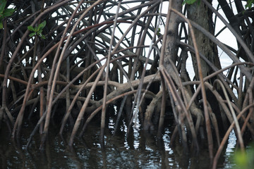 Mangrove roots Florida nature scene