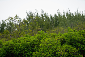 Fototapeta na wymiar Nature photography Florida mangrove trees