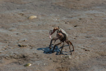 Crab in Punta Rasa beach, Buenos Aires, Argentina.