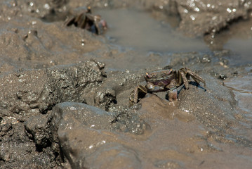 Crab in Punta Rasa beach, Buenos Aires, Argentina.