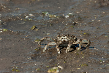 Crab in Punta Rasa beach, Buenos Aires, Argentina.