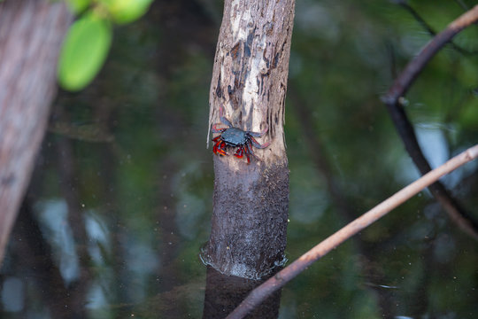 Red clawed crab on a mangrove tree