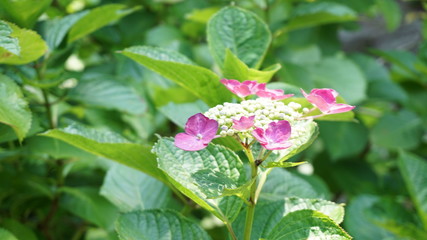 和の情緒溢れるアジサイ！