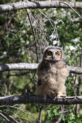 Owlet 1