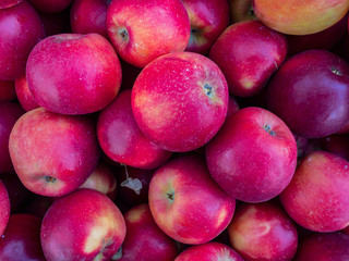 fresh picked organic red apples