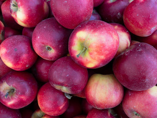 fresh picked organic apples