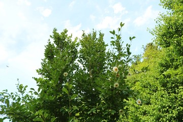 風景　緑　空　ナツツバキ　公園　杤木